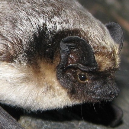 Hõbe-nahkhiir Foto: https://commons.wikimedia.org/wiki/File:Mroczak_posrebrzany.jpg