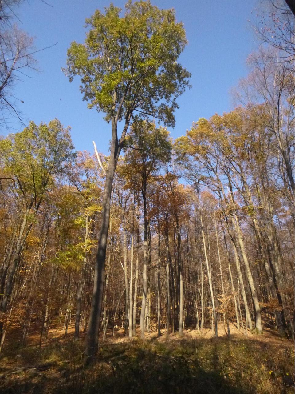 Metsa kõrguse diameetriga häil tammikus.