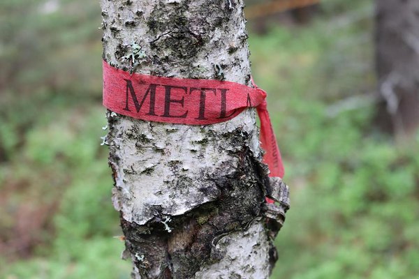 Foto: Uuringutega alustas Soome metsauuringute keskus METLA, hiljem reorganiseeriti asutus LUKE loodusvarade keskuse koosseisu.
