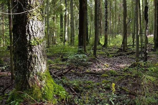  Metsanduse arengukava plaanitav juhtkogu on oluliselt tasakaalust väljas