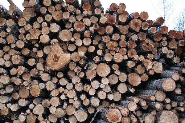 Keskkonnaühendused toetavad Enivronmental Paper Networki hoiatust võimalikele puidurafineerimistehase investoritele