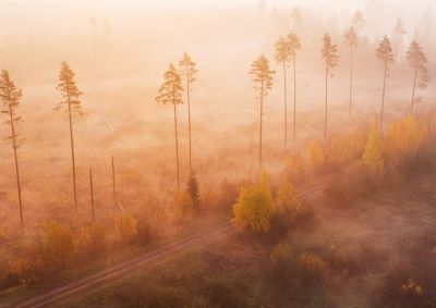 Raport: kasvav nõudlus biomassi järele annab Eestis ja Lätis metsaraiele hoogu