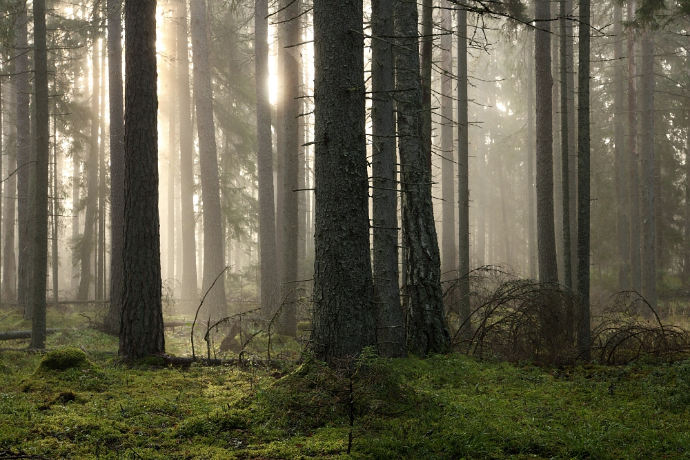          Eksperdid: metsast kiire 
        
          
          
        
      
        
          
          
        
      kasumi teenimine toimub tuleviku arvelt  