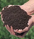 compost-kodusonnik-peopesas.jpg Two hands holding composted manure - rich black soil with a green garden background.