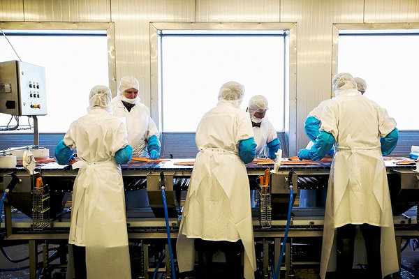 Preparation of trout at Vettel, Saaremaa