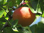 Aprikosen aus dem Garten