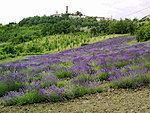 Lavendelfelder Castelletto 
