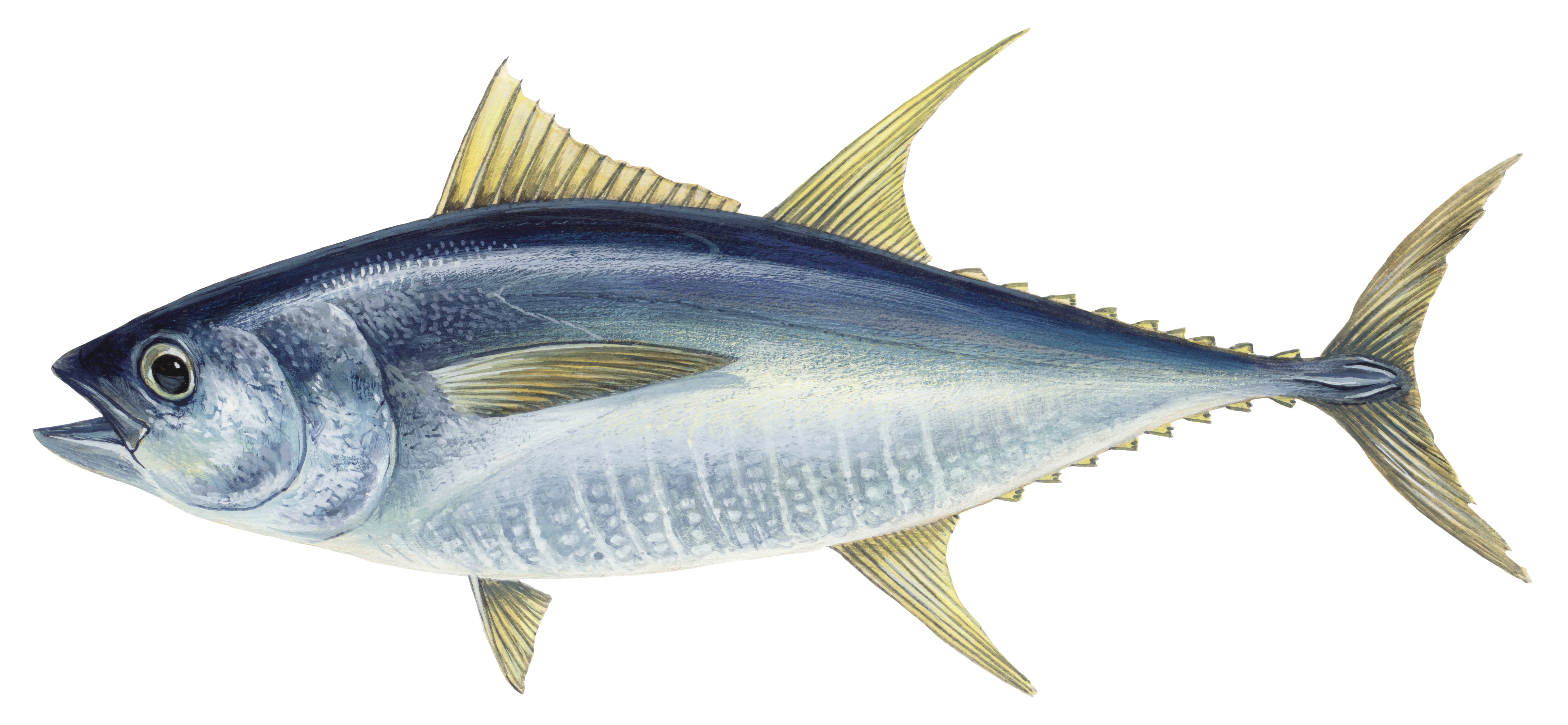 Тунец - желтоперый тунец