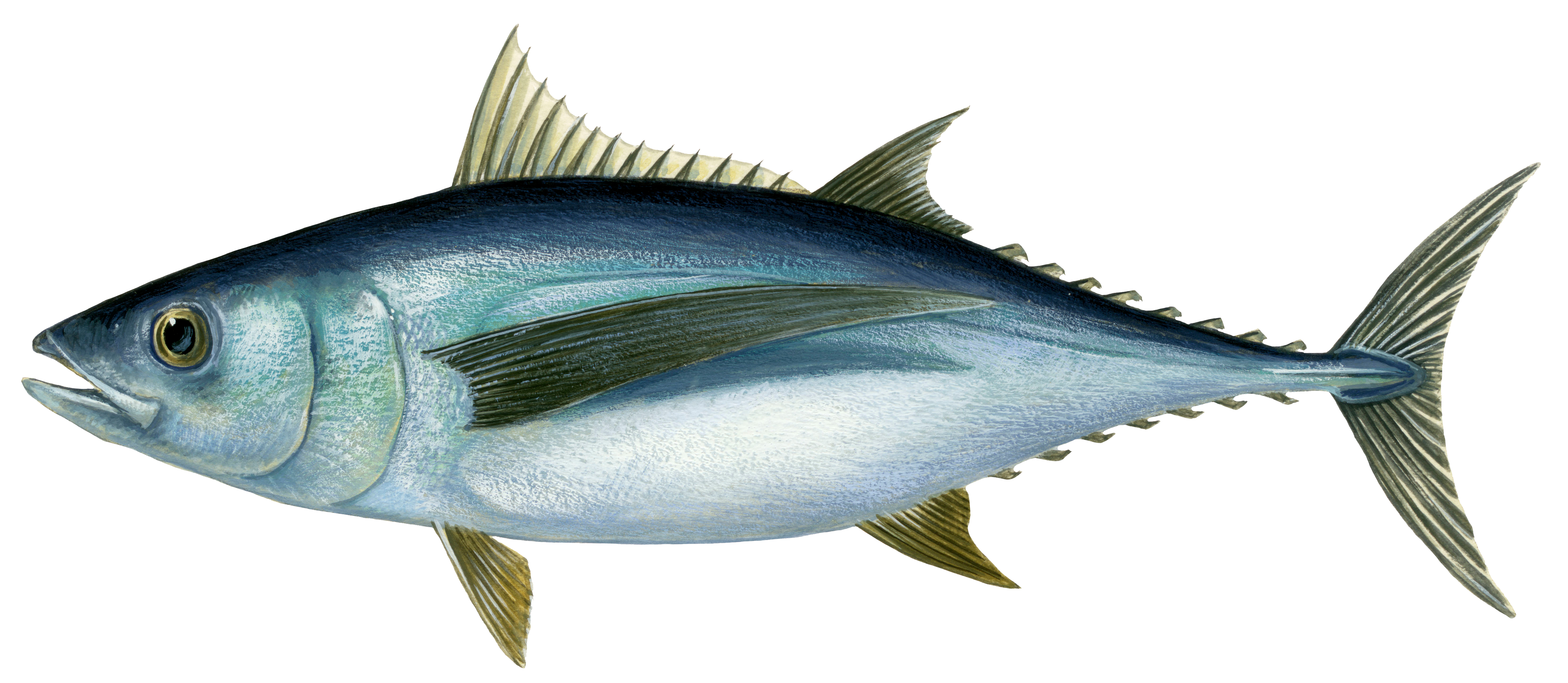 Тунец - Длинноперый тунец, или альбакор