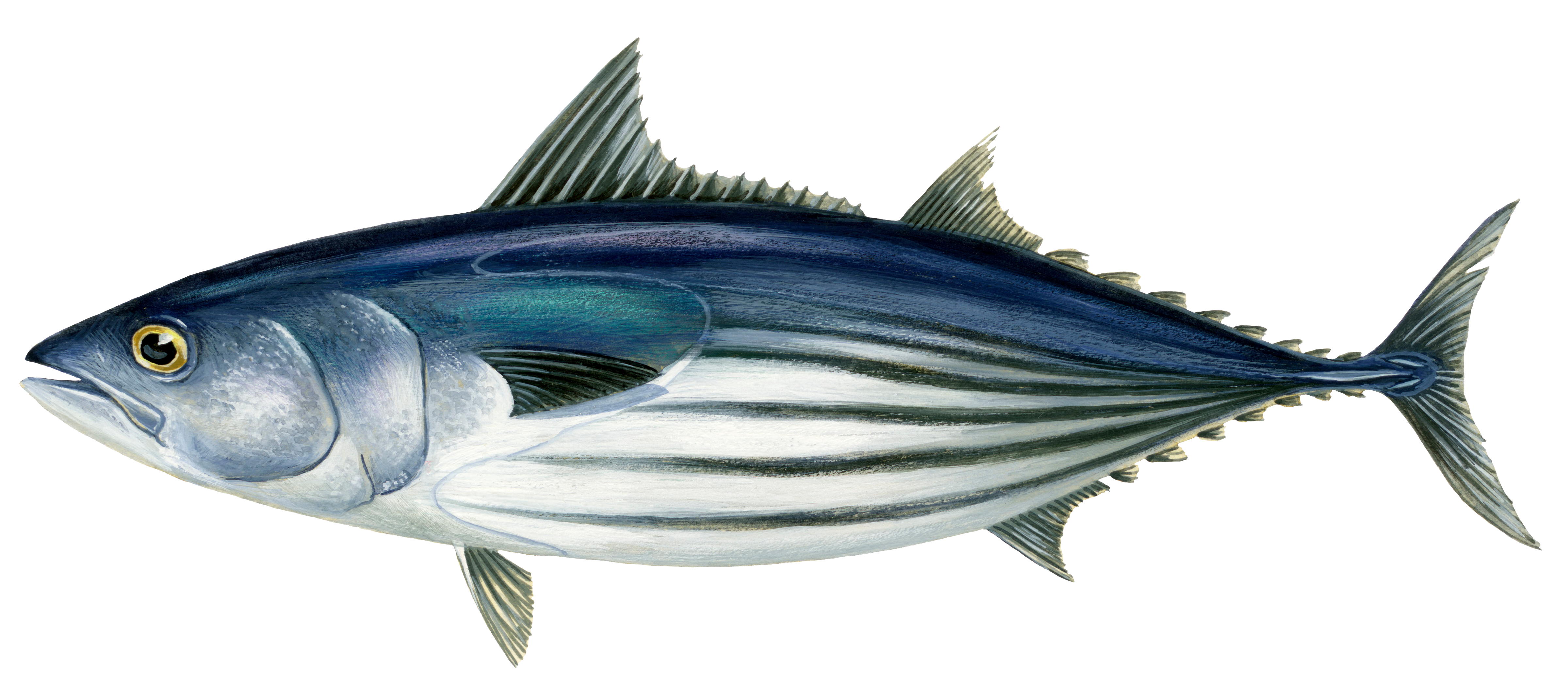 Тунец - полосатый тунец