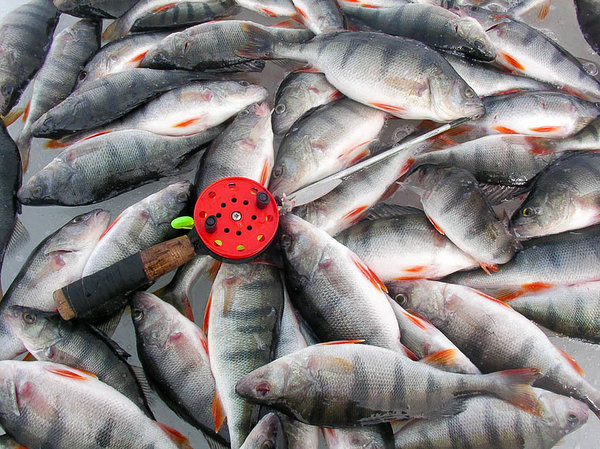 2011. aastal oli Peipsil ilus kala. Talve peale sai sikuskaga püütud 290kg ahvenat