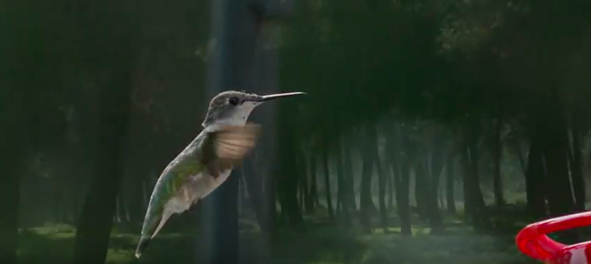 Hoolime vihmametsadest