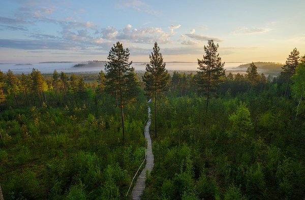 Hiking trail in Meenikunno bog, Ähijärve-Aegviidu section in South-East Estonia
