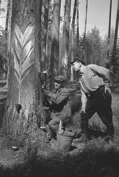 1960 – в лесах Эстонии было собрано 835 тонн смолы. На фотографии – подсочитель Йоханнес Тамм знакомит на подсочной лесосеке караула Нымме лесничего лесного хозяйства Кайавере Эвальда Петтайла с работами крюком. Источник: Киноархив национального архива