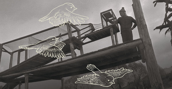 1969 – была построена орнитологическая станция Кабли. На фотографии – установленная в 1976 году ловушка для кольцевания перелетных птиц. Источник: Киноархив национального архива, Эндель Таркпеа
