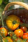 Summer brings fresh tomatoes from the greenhouse