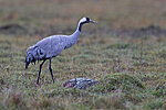 Common crane