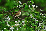 Nightingale