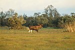 Elk in Matsalu