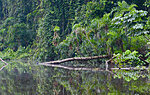 Ecuador Amazonas, Cuyabeno jõgi