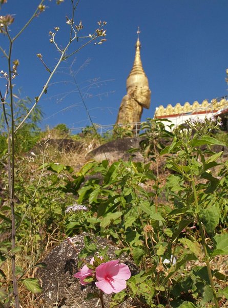 at Nwa-La-Bo pagoda