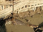 captured crocodile
