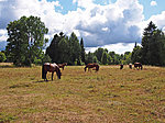 horses in Võhma