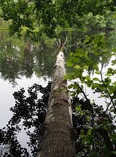 Jussi Kõverjärv