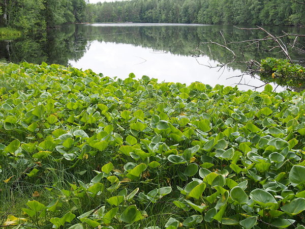 Jussi Kõverjärv