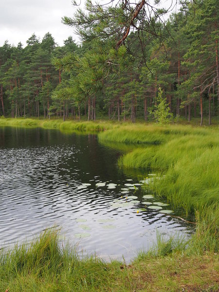 Harakajärv