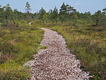 trail in Mukri bog