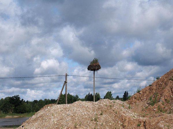 kõrghaljastusega kurepesa