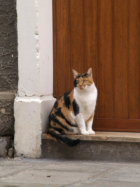 Cannaregio cat