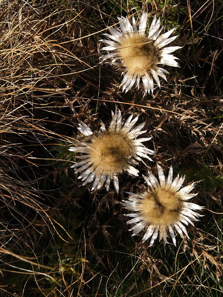 Severnj Velebit