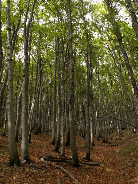 Severnj Velebit