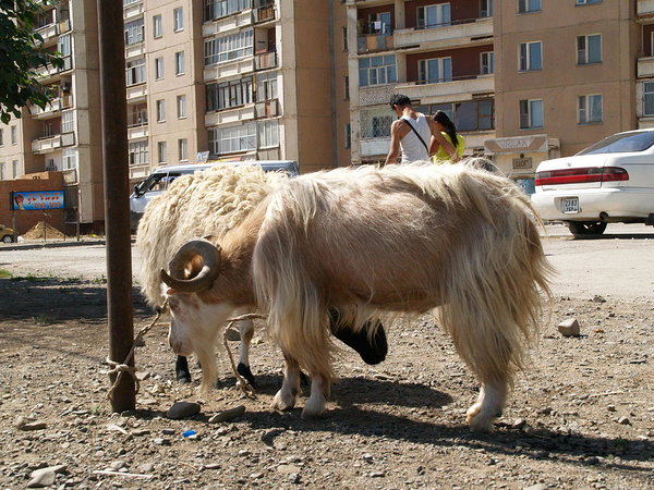 musta turu (või valge oina) peatus