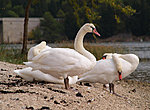 swans in Skradin