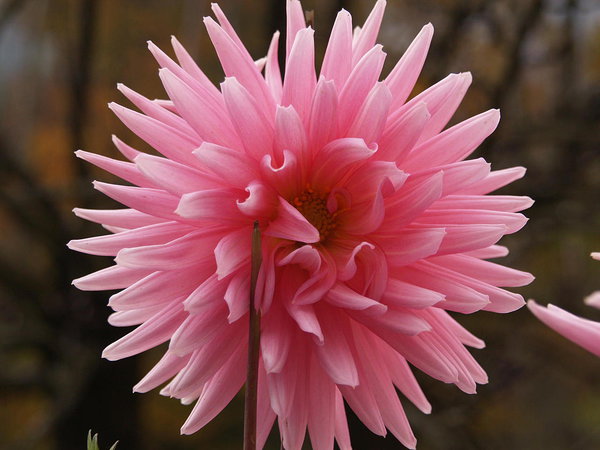 dahlia in Ronco Canavese
