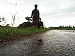 tigu teel