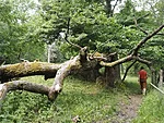 Lenholmen