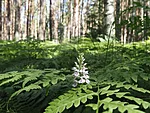 käpaline läbi kilpjala