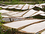 rice paper drying