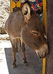 Rizong donkey