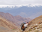 horses on the trail, Stok Kangri behind them