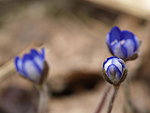 blue anemones, Estonia