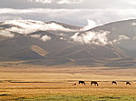 rainy afternoon with horses, Kyrgyzstan