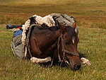 tired horse