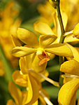 orhideed