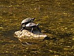 Butrint turtles