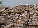 Gjirokaster, kass külmal kivikatusel